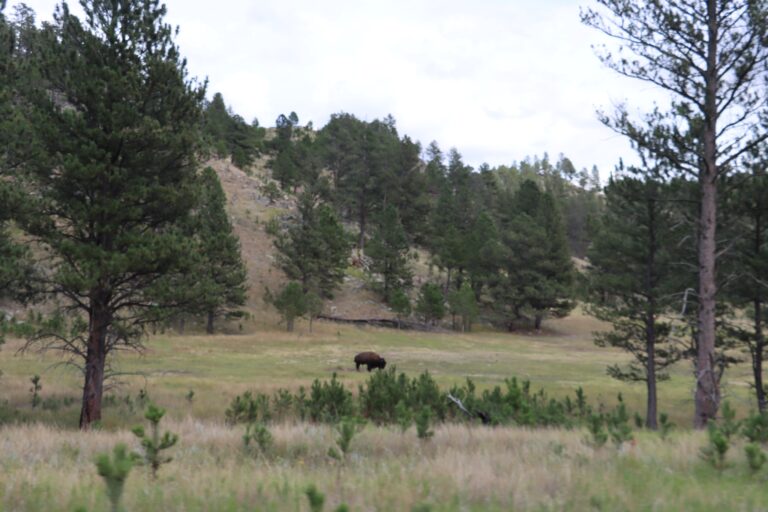 Wind Cave National Park – August 2024